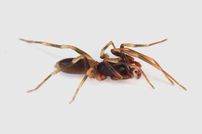 <i>Harpactea hombergi</i>
