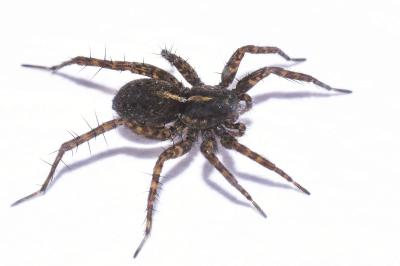 <i>Pardosa tenuipes</i>