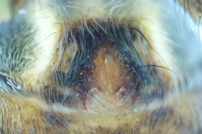 <i>Pardosa tenuipes</i>