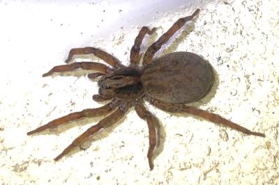 <i>Trochosa</i>
