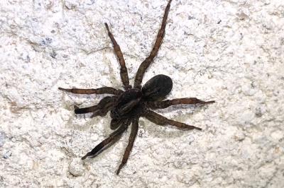 <i>Trochosa</i>