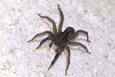 <i>Trochosa</i>