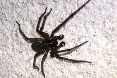 <i>Amaurobius ferox</i>