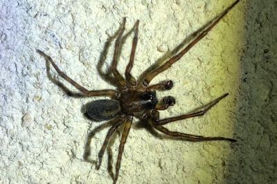 <i>Amaurobius ferox</i>