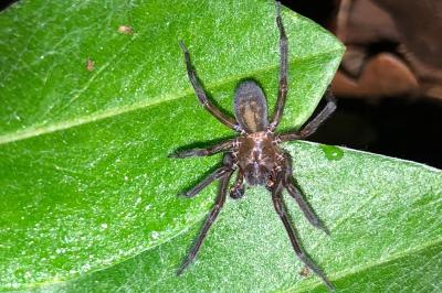 <i>Amaurobius ferox</i>
