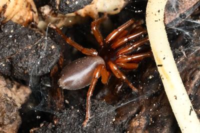 <i>Dysdera</i>