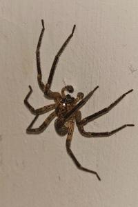 <i>Zoropsis spinimana</i>