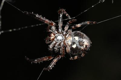<i>Nuctenea umbratica</i>