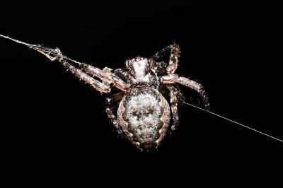 <i>Nuctenea umbratica</i>