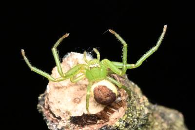 <i>Diaea dorsata</i>