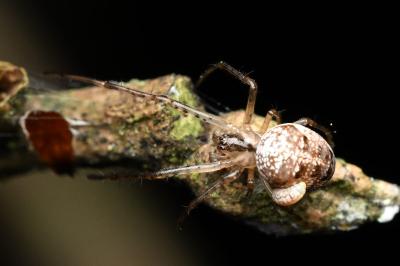 <i>Metellina</i>