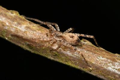 <i>Anyphaena accentuata</i>