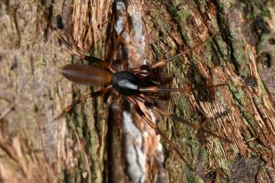 <i>Harpactea hombergi</i>