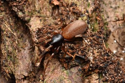<i>Harpactea hombergi</i>