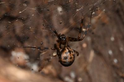 <i>Labulla thoracica</i>