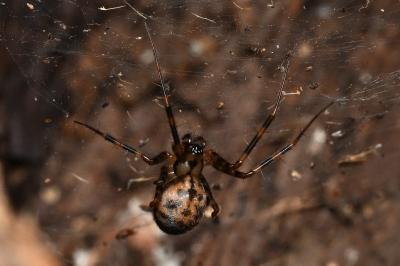 <i>Labulla thoracica</i>