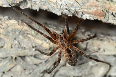 <i>Zoropsis spinimana</i>