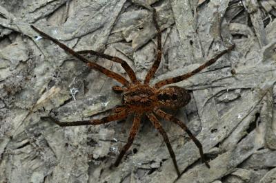 <i>Zoropsis spinimana</i>