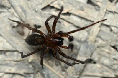 <i>Amaurobius ferox</i>