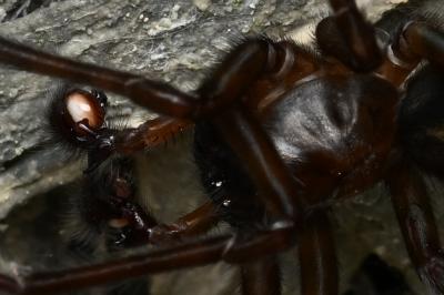 <i>Amaurobius ferox</i>