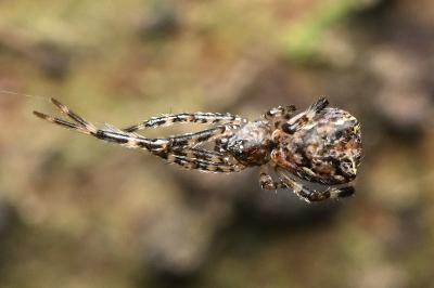 <i>Episinus maculipes</i>