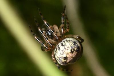 <i>Metellina merianae</i>