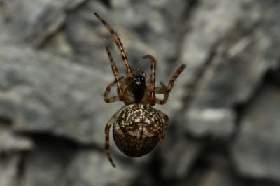 <i>Metellina merianae</i>