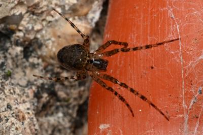 <i>Metellina merianae</i>