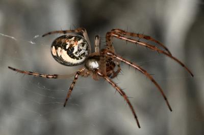 <i>Metellina</i>