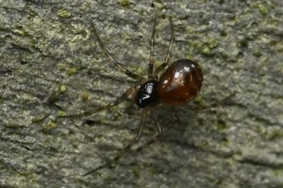 <i>Lepthyphantes minutus</i>