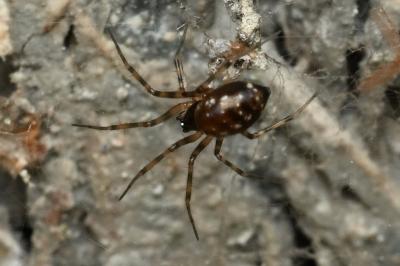 <i>Lepthyphantes minutus</i>