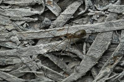 <i>Pholcus phalangioides</i>