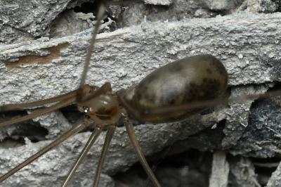 <i>Pholcus phalangioides</i>