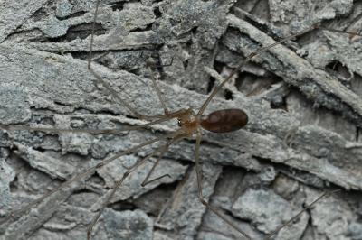 <i>Pholcus phalangioides</i>