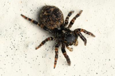 <i>Pseudeuophrys erratica</i>