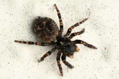 <i>Pseudeuophrys erratica</i>