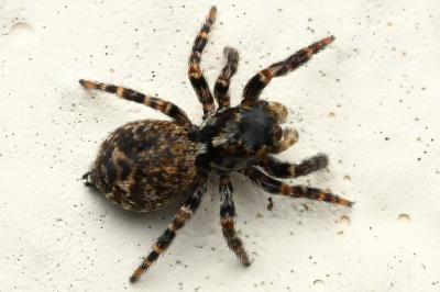 <i>Pseudeuophrys erratica</i>