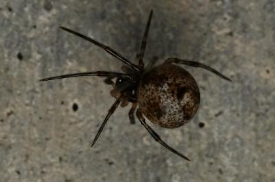 <i>Parasteatoda</i>
