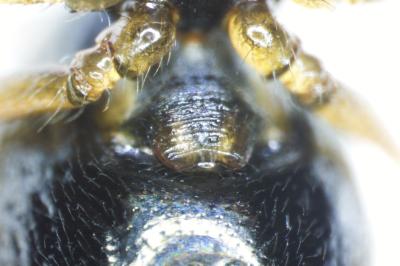 <i>Erigone dentipalpis</i>
