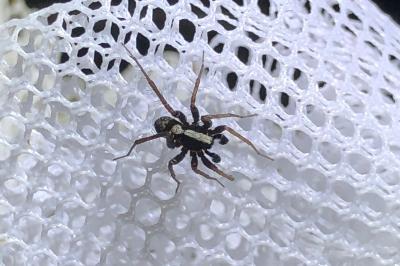 <i>Pardosa</i>