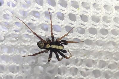 <i>Pardosa</i>
