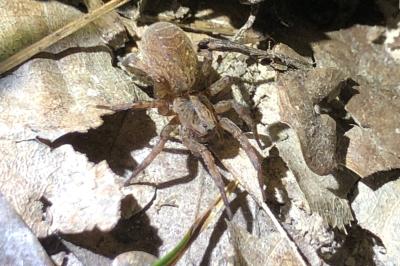 <i>Trochosa</i>