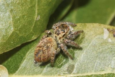 <i>Carrhotus xanthogramma</i>