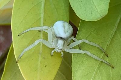 <i>Misumena vatia</i>