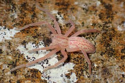 <i>Micrommata virescens</i>
