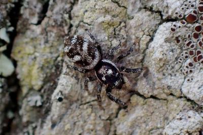 <i>Salticus scenicus</i>