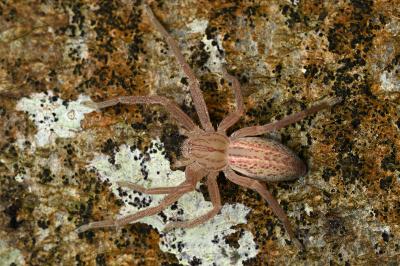 <i>Micrommata virescens</i>