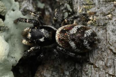 <i>Salticus scenicus</i>