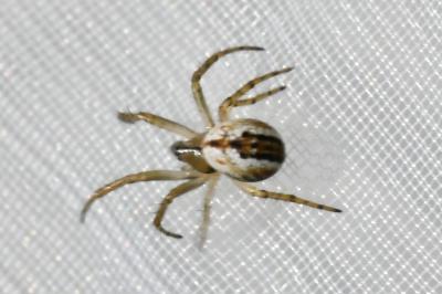 <i>Mangora acalypha</i>