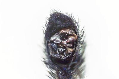 <i>Pardosa hortensis</i>